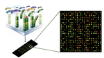 Transcriptomic analysis of yeast in response to selective nutrient limitation